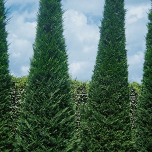 Саженец кипарисовика Лейланда 100-150 см