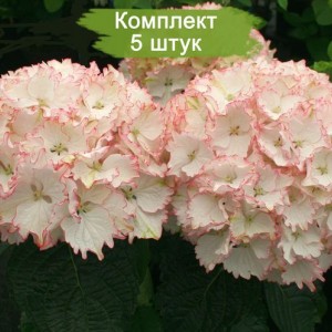 Саженцы гортензии крупнолистной Клеопатра (Cleopatra) -  комплект 5 шт.