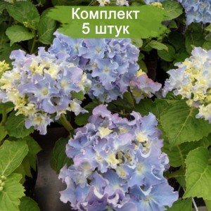 Саженцы гортензии крупнолистной Спайк (Spike) -  комплект 5 шт.