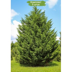 Саженцы кипарисовика Лейланда от 150 см -  комплект 5 шт.