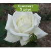 Комплект 5шт
 / Роза Полярная Звезда-2(чайно-гибридная)