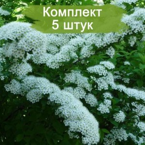 Саженцы спиреи средней Невеста -  комплект 5 шт.