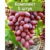 Комплект 5шт
 / Виноград Ризамат (Средний/Розовый)