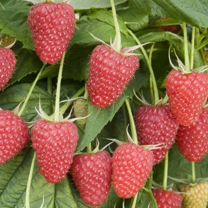 Саженец малины Каскад ДэЛайт (Cascade Delight) (Красная)