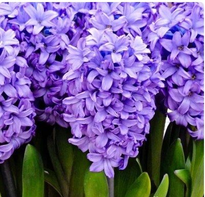 Гиацинт Минос