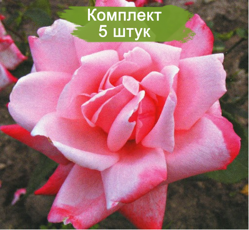 Комплект 5шт
 / Роза Утро Москвы(чайно-гибридная)