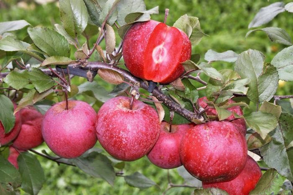 Саженец красномясой яблони Редлав Одиссо (Redlove Odysso)