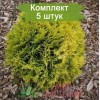 Комплект 5шт / Туя Амбер Глоу (шаровидная) (Предзаказ)