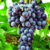 Комплект 5шт / Виноград Августа